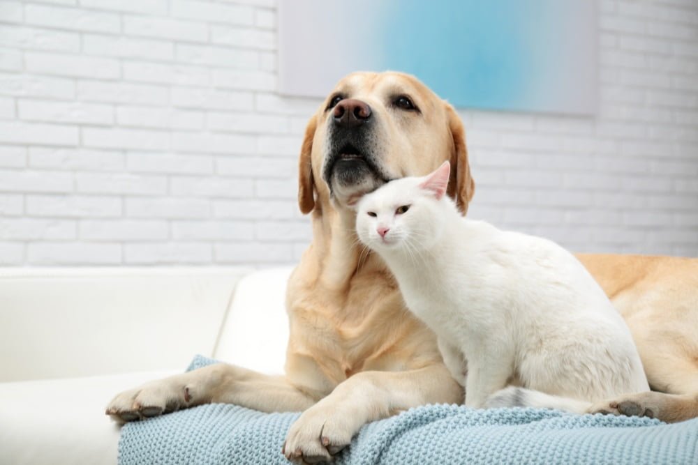 Veterinarian in Yorba Linda, CA Veterinarian in Yorba Linda, CA