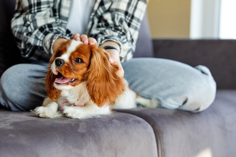 Veterinarian in Yorba Linda, CA Veterinarian in Yorba Linda, CA