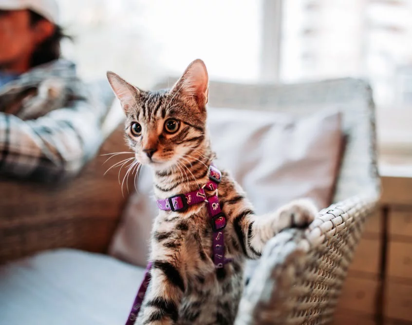 Veterinarian in Yorba Linda, CA Veterinarian in Yorba Linda, CA